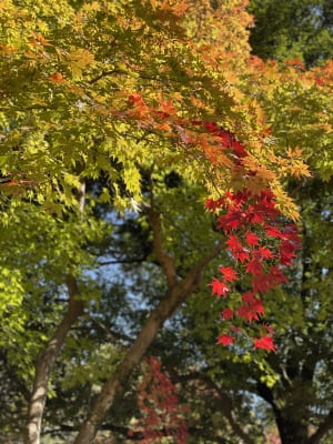 定光寺の紅葉1
加藤裕重さん・一星さん・高山愛さん