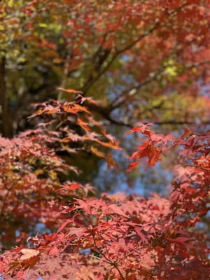 定光寺の紅葉2
加藤裕重さん・一星さん・高山愛さん